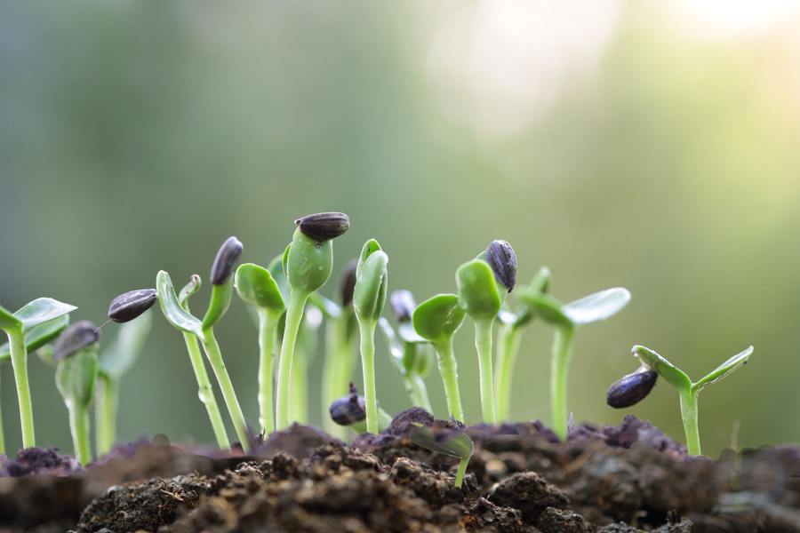 Phát triển bền vững